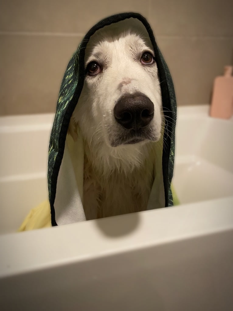 Tundra, a Great Pyrenees tested with EmbarkVet.com
