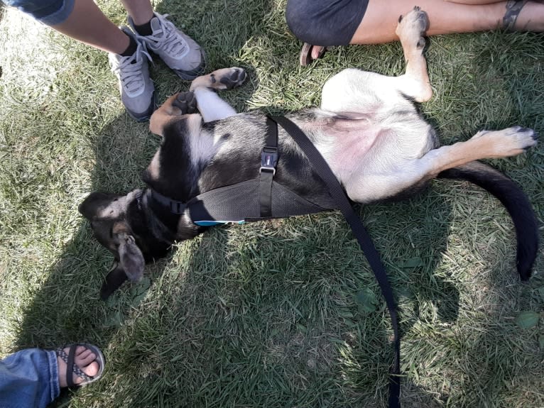 Loki, a German Shepherd Dog and Australian Cattle Dog mix tested with EmbarkVet.com
