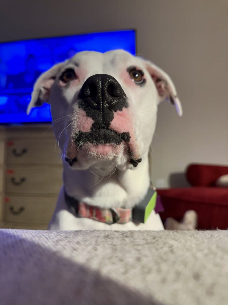 Tiptoe, an American Pit Bull Terrier and Great Pyrenees mix tested with EmbarkVet.com