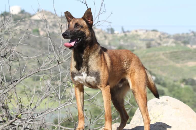 Going Solo du Dantero, a Belgian Shepherd tested with EmbarkVet.com