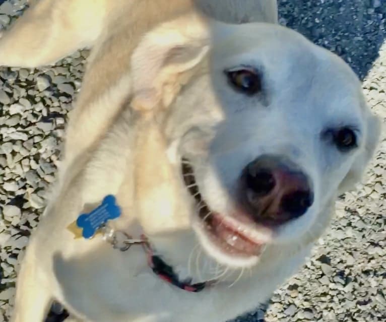 Sam, an American Village Dog tested with EmbarkVet.com