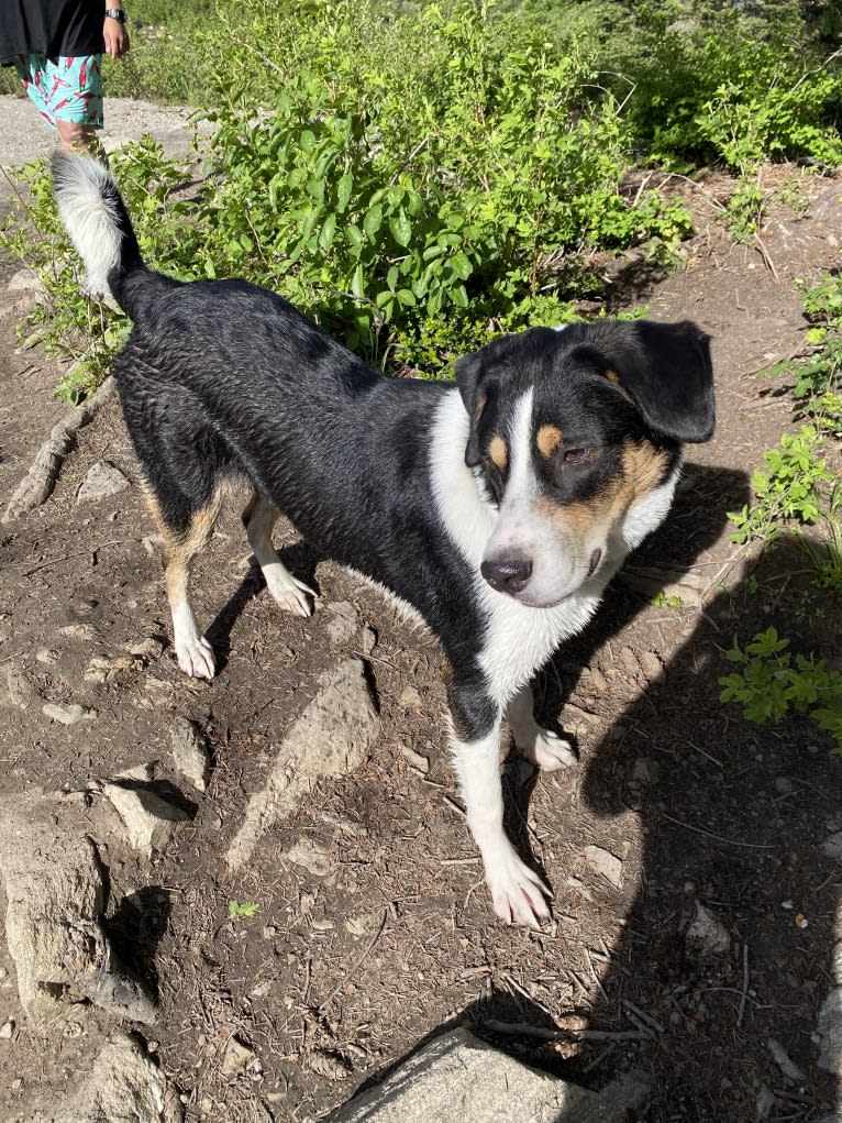 Beau, a Greater Swiss Mountain Dog and Great Pyrenees mix tested with EmbarkVet.com