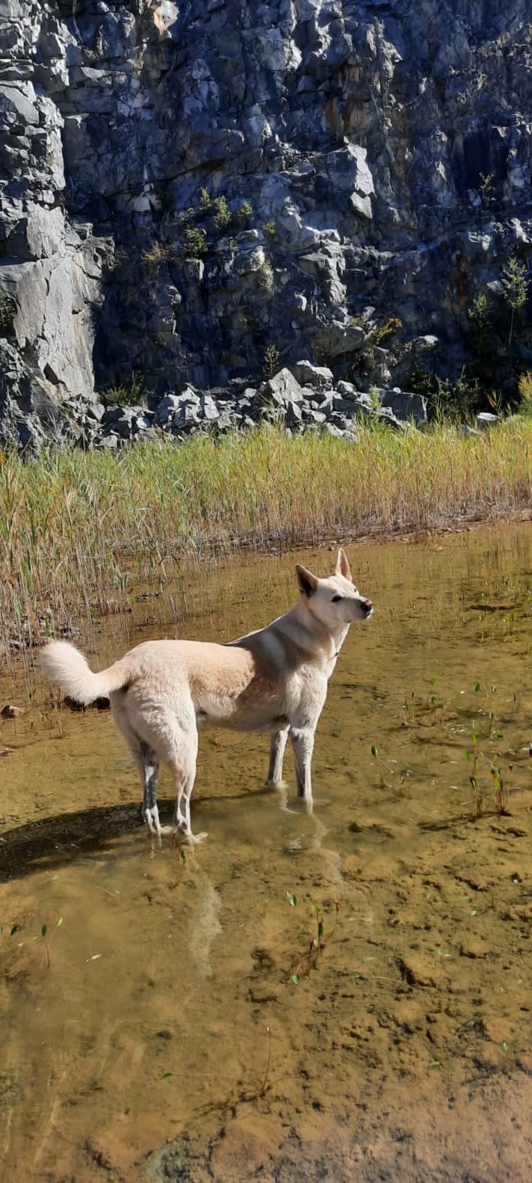 Widu, a Canaan Dog tested with EmbarkVet.com