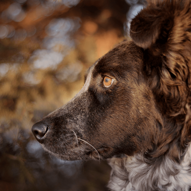 Hermes, an Australian Cattle Dog and Maremma Sheepdog mix tested with EmbarkVet.com