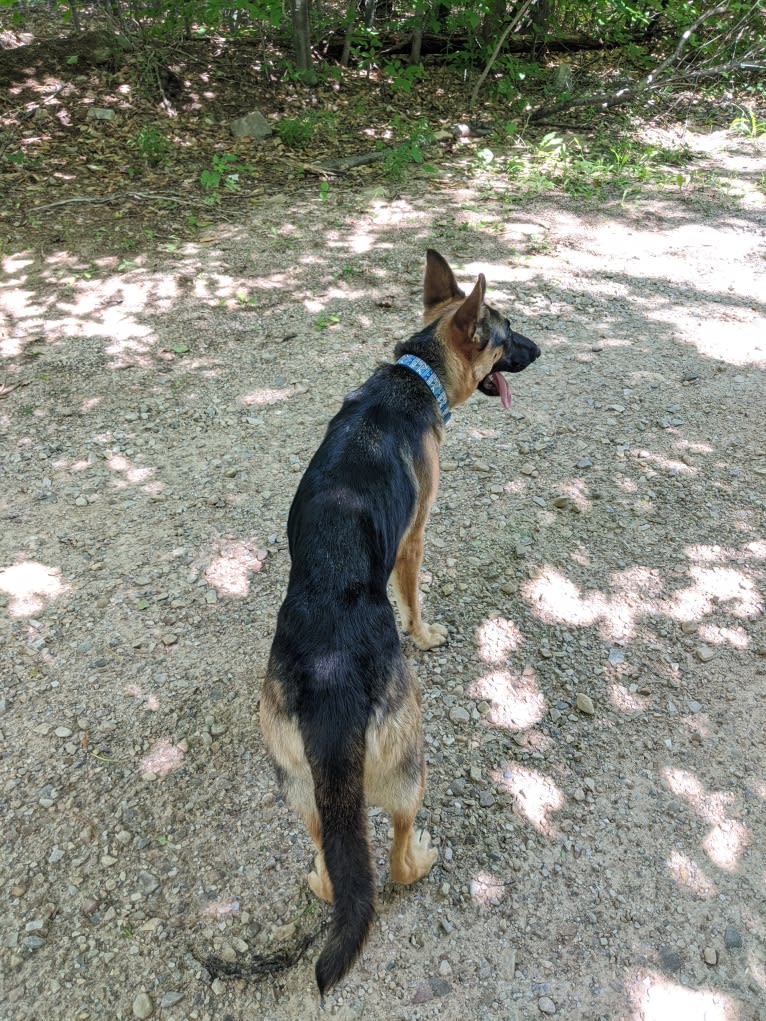 Lyra, a German Shepherd Dog tested with EmbarkVet.com