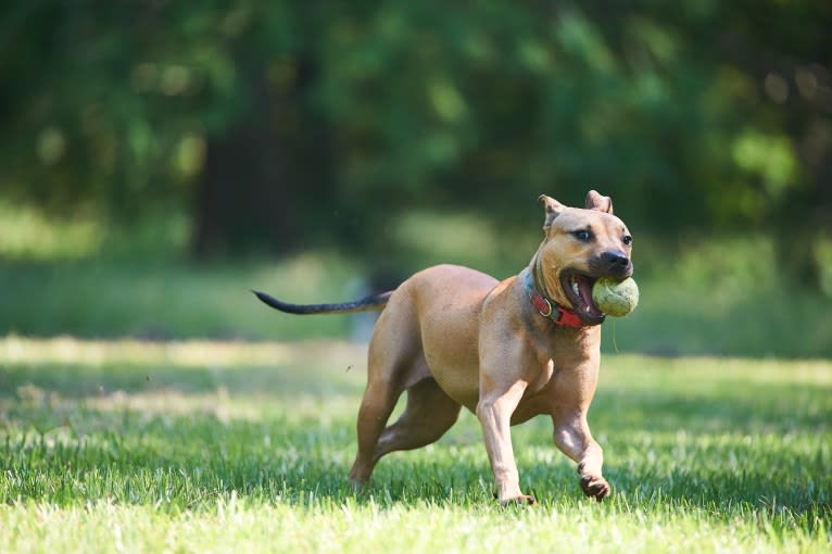 Zelda, a Staffordshire Terrier and Bullmastiff mix tested with EmbarkVet.com