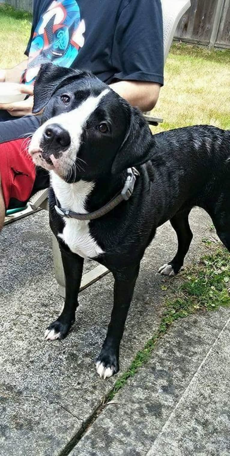 Kona, an American Bully and Bernese Mountain Dog mix tested with EmbarkVet.com