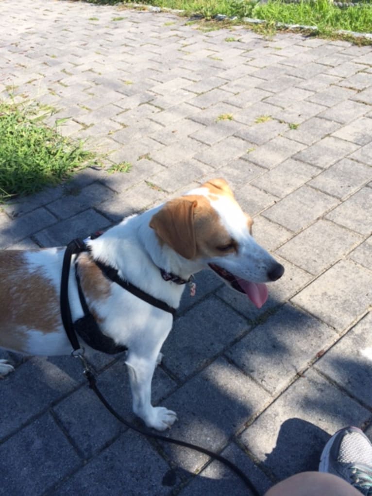 Riley, a Rat Terrier and Beagle mix tested with EmbarkVet.com