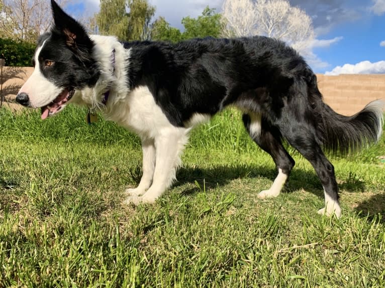 Skippity Doo Dah, a Border Collie tested with EmbarkVet.com