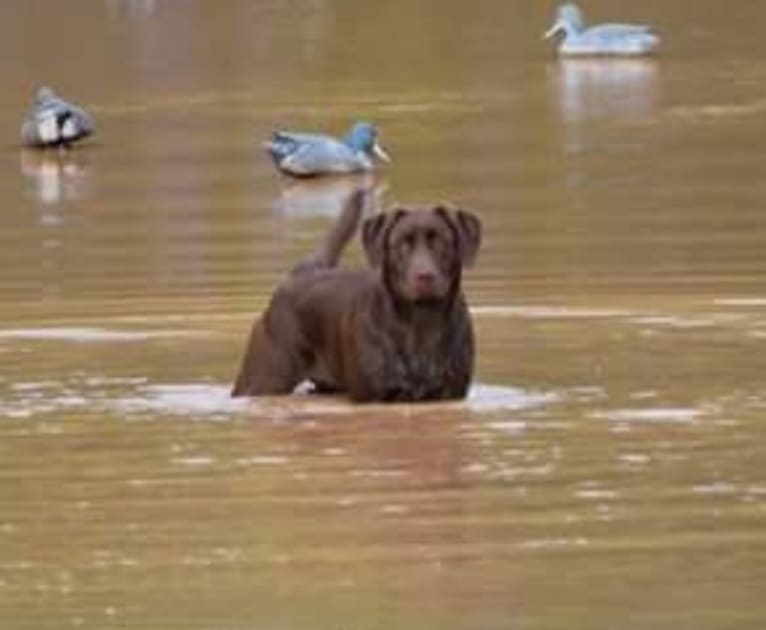 Belle, a Labrador Retriever tested with EmbarkVet.com