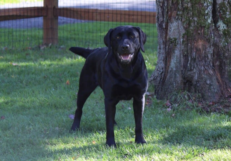 Ravyn, a Labrador Retriever tested with EmbarkVet.com