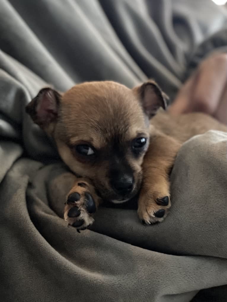 Stellar McLovin, a Chihuahua tested with EmbarkVet.com