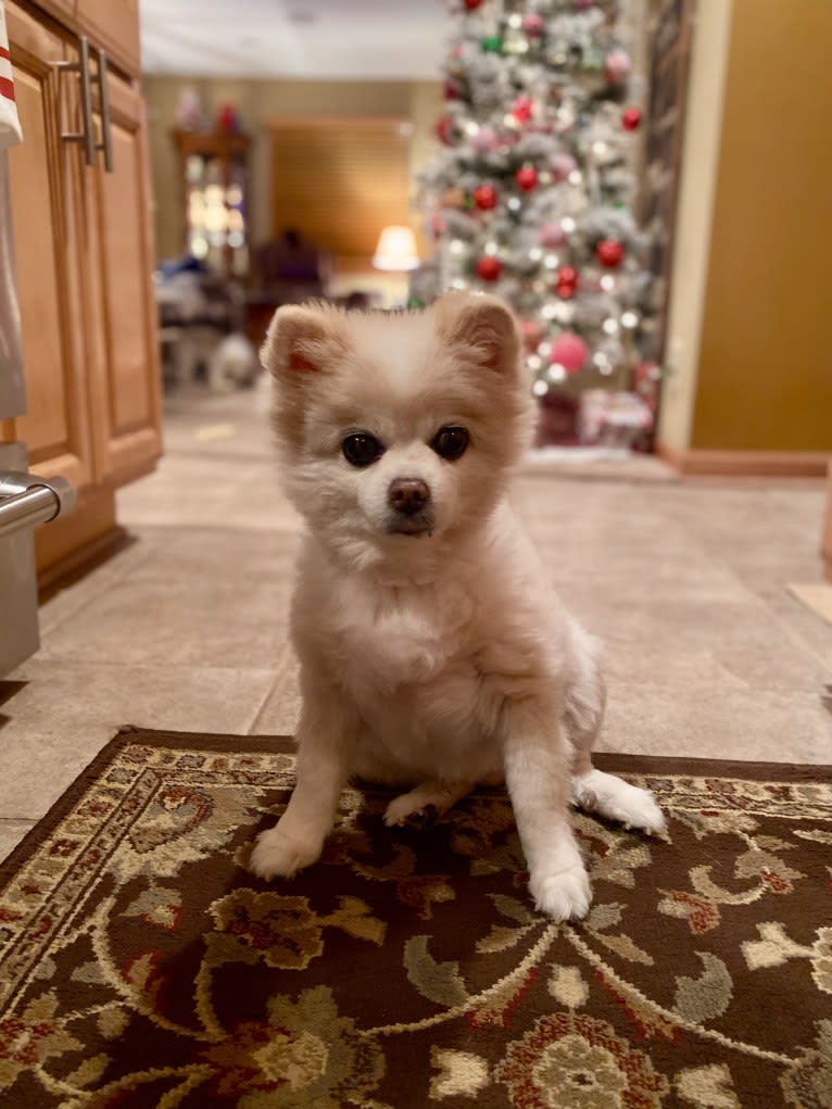 Vivien, a Pomeranian tested with EmbarkVet.com