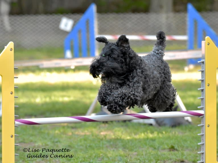 Berry Bond, a Kerry Blue Terrier tested with EmbarkVet.com