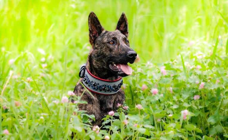 Rogue, a Dutch Shepherd tested with EmbarkVet.com