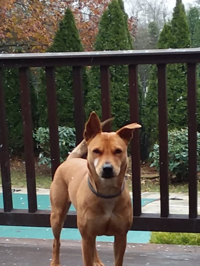 liberty, an American Pit Bull Terrier and Chow Chow mix tested with EmbarkVet.com