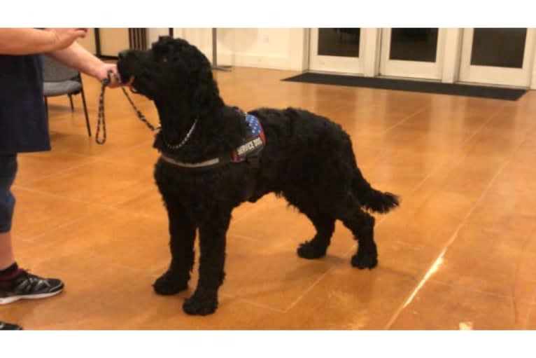 Greg, a Black Russian Terrier tested with EmbarkVet.com