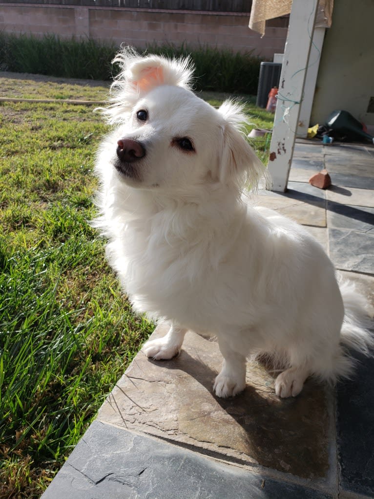 Lucky, a Chihuahua and Maltese mix tested with EmbarkVet.com