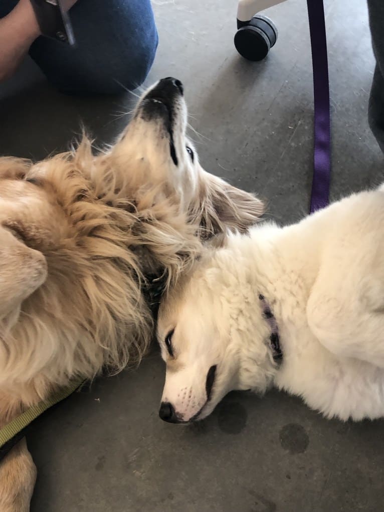 Jericho, a Golden Retriever and Shih Tzu mix tested with EmbarkVet.com