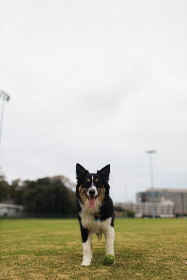 Tim, an Australian Shepherd tested with EmbarkVet.com