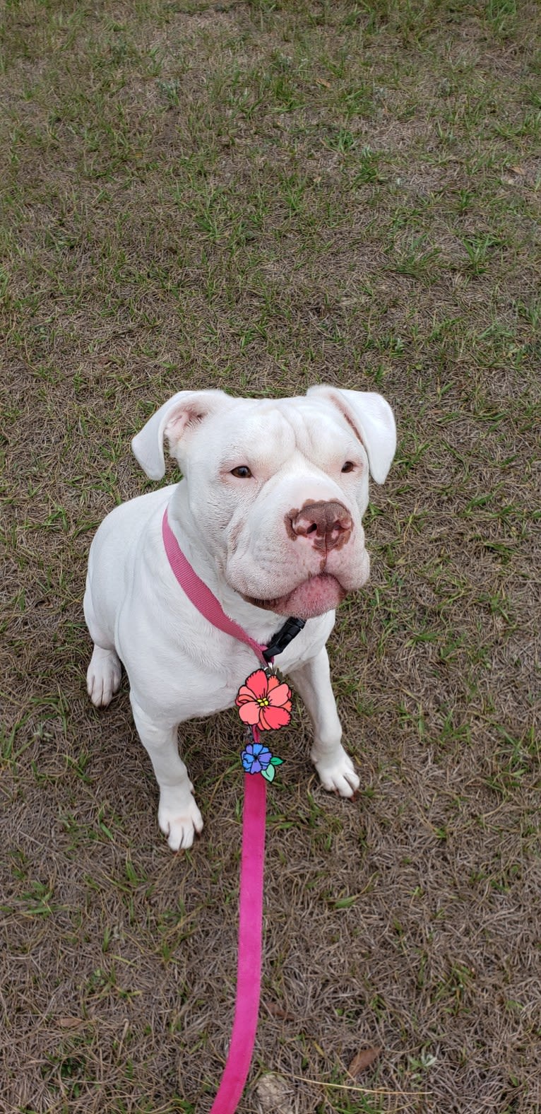 Storm, an American Bulldog tested with EmbarkVet.com