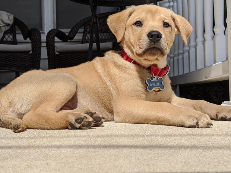 Willie Kirsch, a Labrador Retriever and American Pit Bull Terrier mix tested with EmbarkVet.com