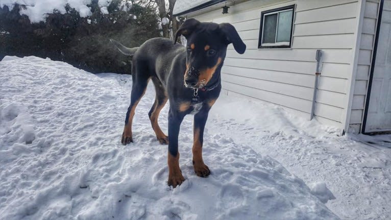 Hati, a Doberman Pinscher and German Shepherd Dog mix tested with EmbarkVet.com