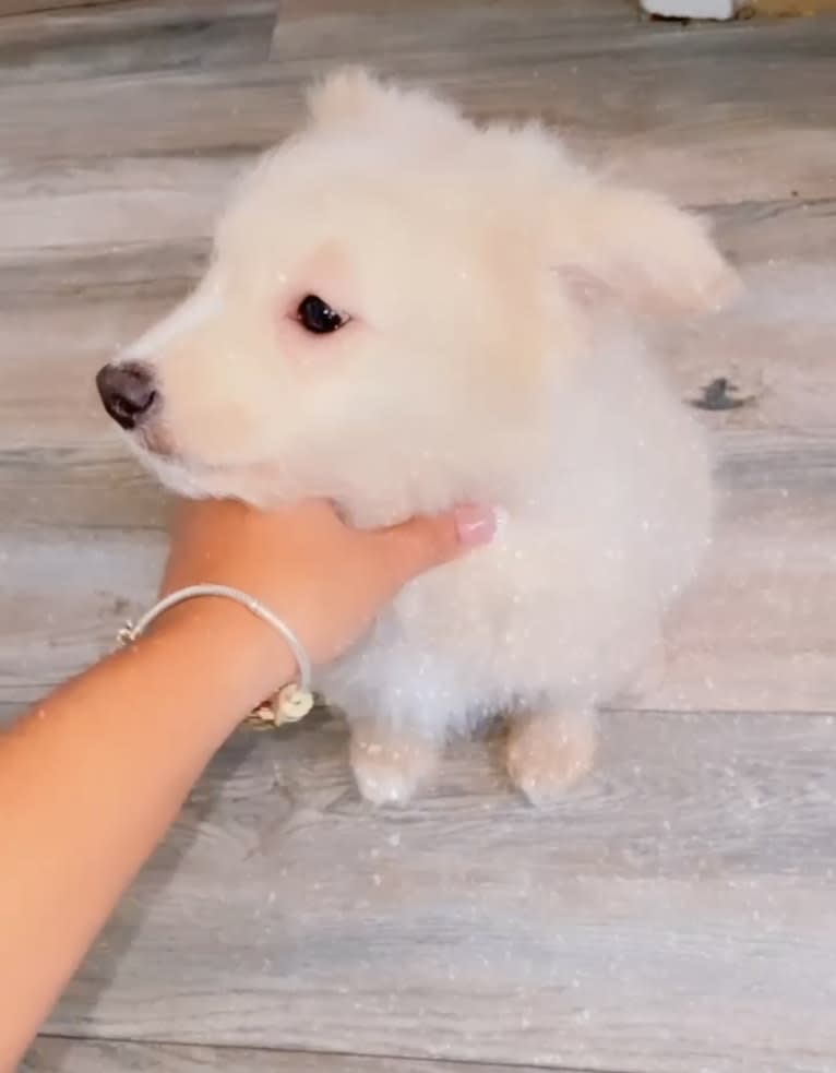Milo, an American Eskimo Dog and Poodle (Small) mix tested with EmbarkVet.com