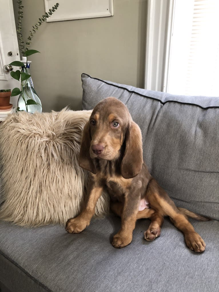 Abe, a Bloodhound and Labrador Retriever mix tested with EmbarkVet.com