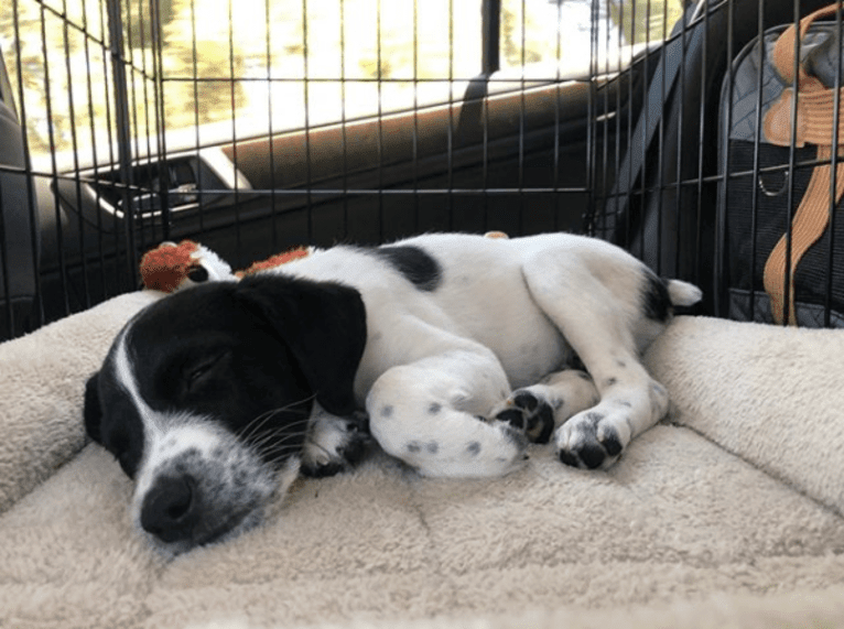 Riley, a German Shorthaired Pointer and Australian Cattle Dog mix tested with EmbarkVet.com