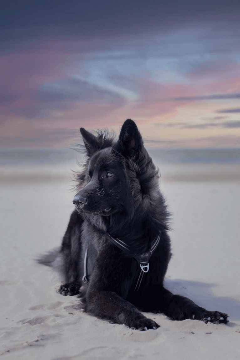 Rakan, a German Shepherd Dog tested with EmbarkVet.com