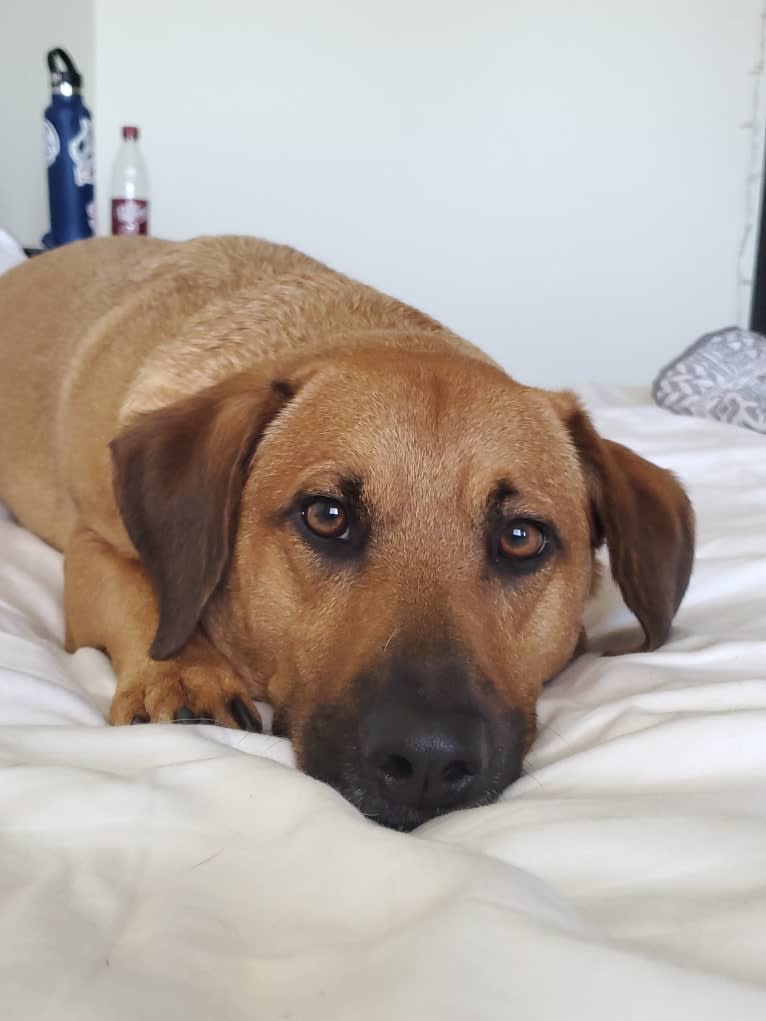 Cody, a Basset Hound and Australian Cattle Dog mix tested with EmbarkVet.com