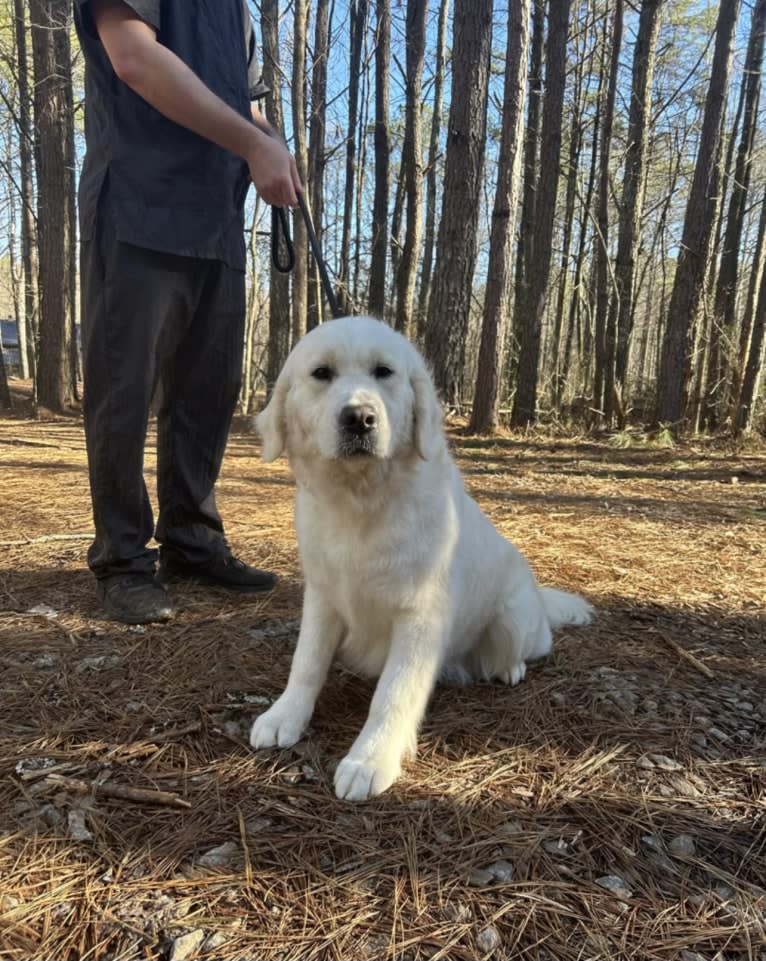 Raelynn, a Golden Retriever tested with EmbarkVet.com