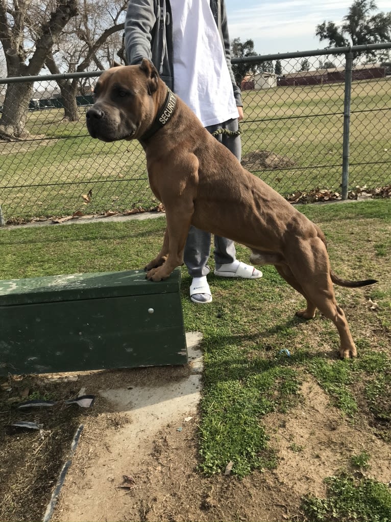 Storm King, an American Bully tested with EmbarkVet.com