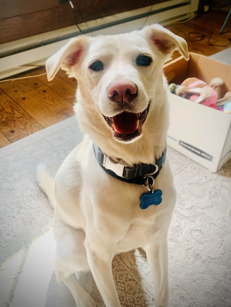 Buddy, an American Village Dog tested with EmbarkVet.com