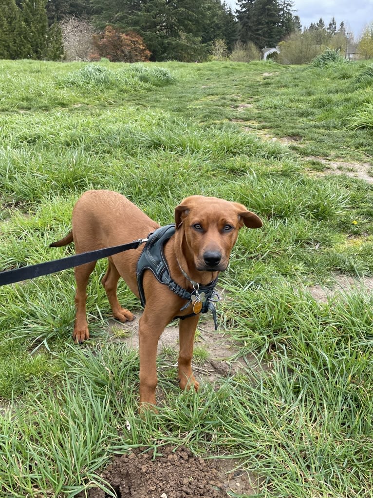 Pablo Emilio, an English Springer Spaniel and American Pit Bull Terrier mix tested with EmbarkVet.com