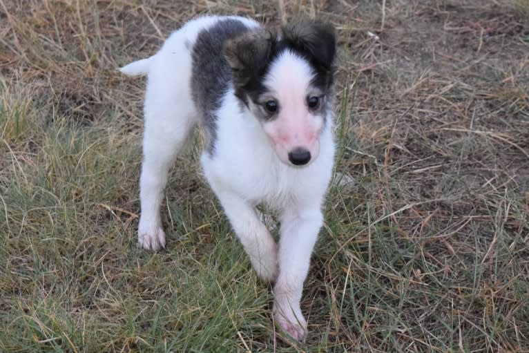 Radar, a Silken Windhound tested with EmbarkVet.com