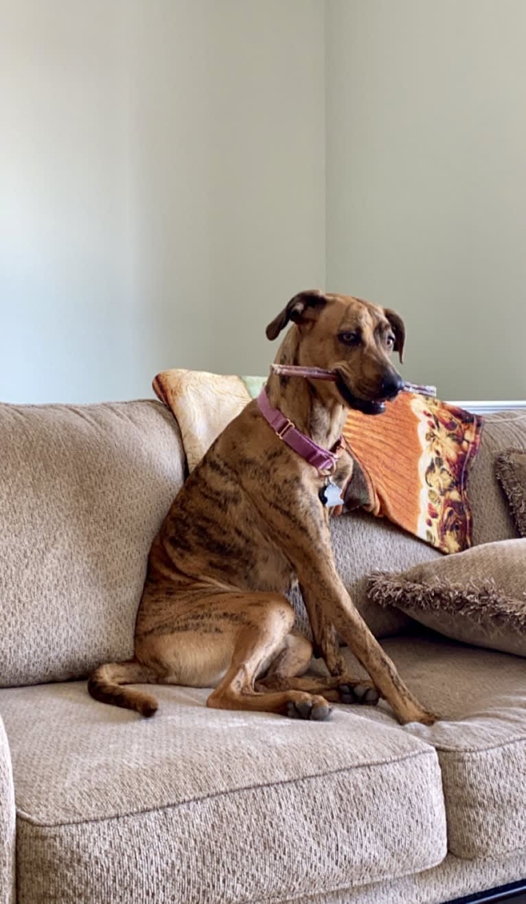 Lyza, a Catahoula Leopard Dog and American Pit Bull Terrier mix tested with EmbarkVet.com