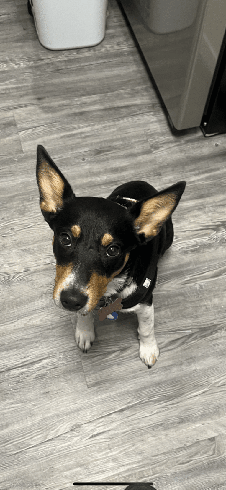 Oakley, an Australian Cattle Dog and Pembroke Welsh Corgi mix tested with EmbarkVet.com