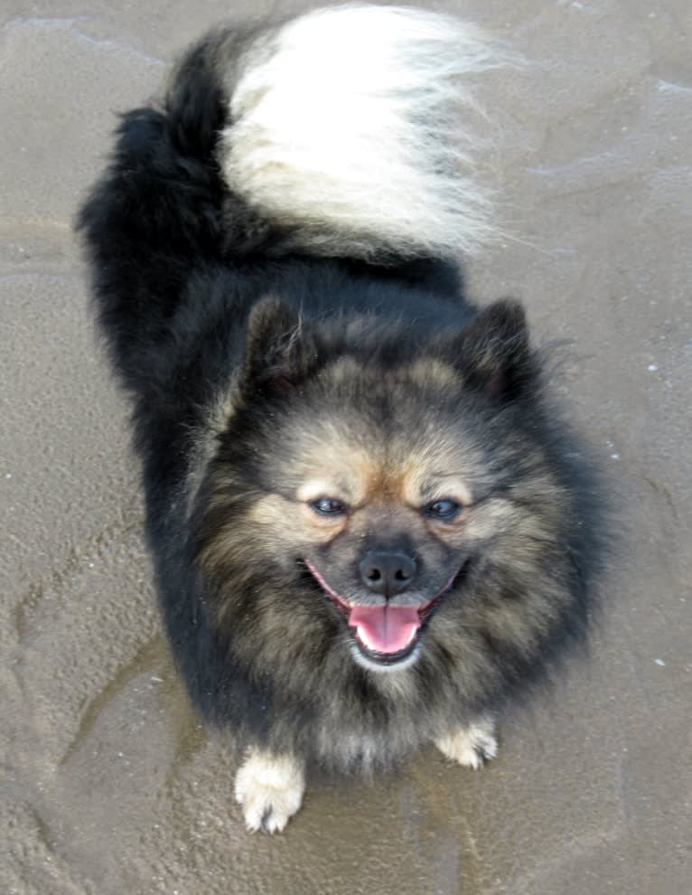 Merry, a German Spitz tested with EmbarkVet.com