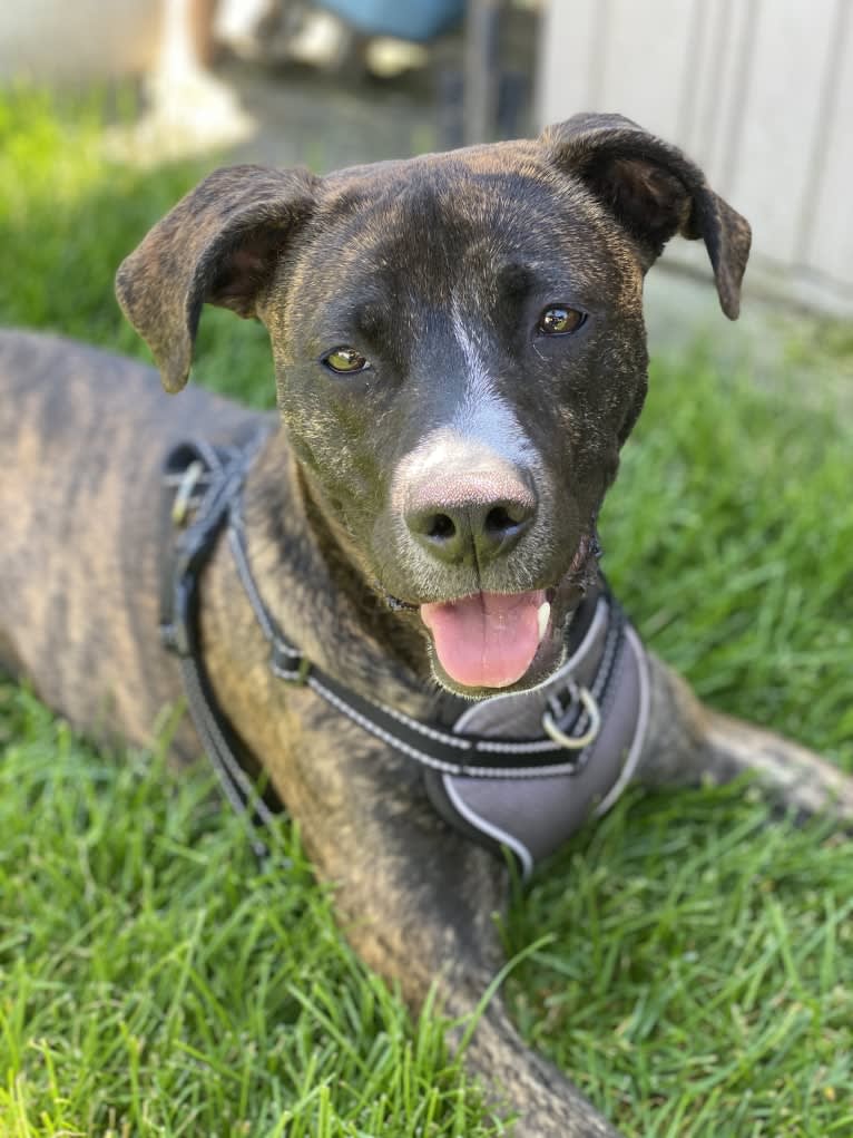 Dax, an American Pit Bull Terrier and Boxer mix tested with EmbarkVet.com