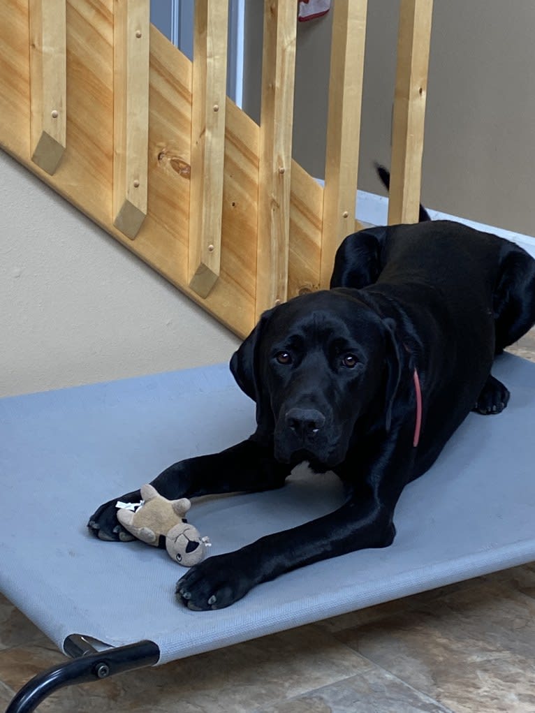 Trump, a German Shorthaired Pointer and Maremma Sheepdog mix tested with EmbarkVet.com