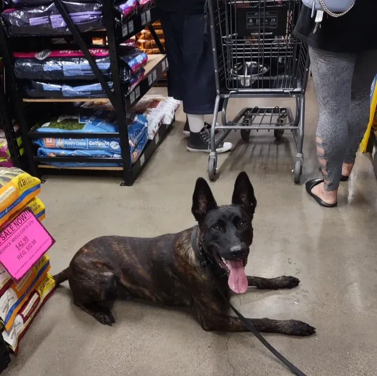 Static, a Dutch Shepherd tested with EmbarkVet.com