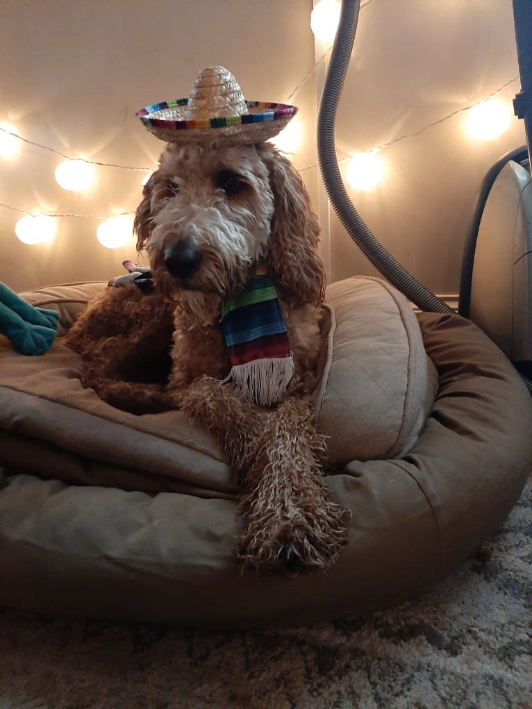 Ozzie, a Poodle (Standard) and Irish Setter mix tested with EmbarkVet.com