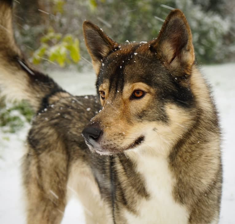 Dexter, a Siberian Husky and German Shepherd Dog mix tested with EmbarkVet.com