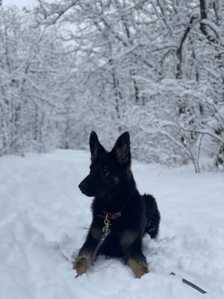 Dino, a German Shepherd Dog tested with EmbarkVet.com