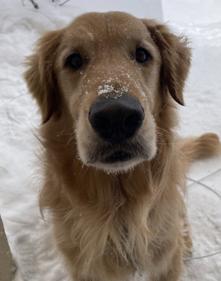 Timber “Gross Manor’s I’ll Be The One You Won’t Forget”, a Golden Retriever tested with EmbarkVet.com