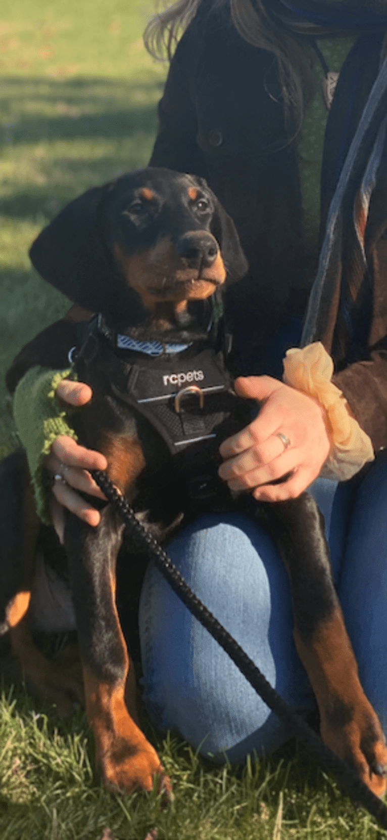 Arlo, a Doberman Pinscher tested with EmbarkVet.com