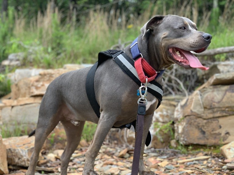 Smokey, an American Bully tested with EmbarkVet.com