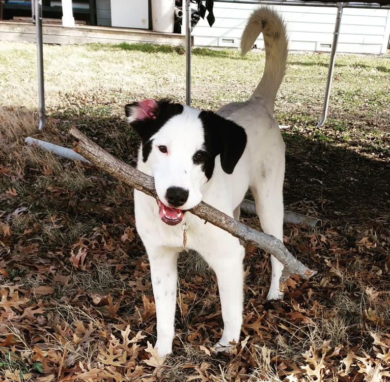 Pearl, a Great Pyrenees and Labrador Retriever mix tested with EmbarkVet.com